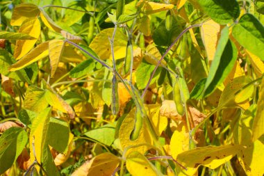 Soya fasulyesi tarlası. Güneşli bir günde olgunlaşmamış soya fasulyesi kabukları. Arka plan bulanık. İyi bir hasat ve küresel gıda krizi kavramı. Makro.
