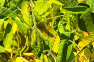 Soya fasulyesi tarlası. Güneşli bir günde olgunlaşmamış soya fasulyesi kabukları. Arka plan bulanık. İyi bir hasat ve küresel gıda krizi kavramı. Makro.