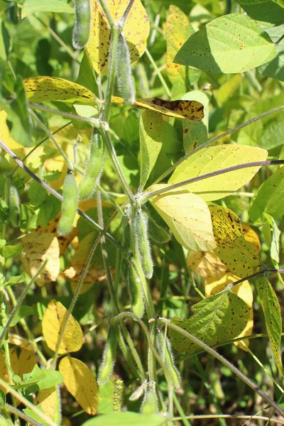 Soya fasulyesi tarlası. Güneşli bir günde olgunlaşmamış soya fasulyesi kabukları. Arka plan bulanık. İyi bir hasat ve küresel gıda krizi kavramı. Makro.