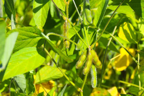 Soya fasulyesi tarlası. Güneşli bir günde olgunlaşmamış soya fasulyesi kabukları. Arka plan bulanık. İyi bir hasat ve küresel gıda krizi kavramı. Makro.