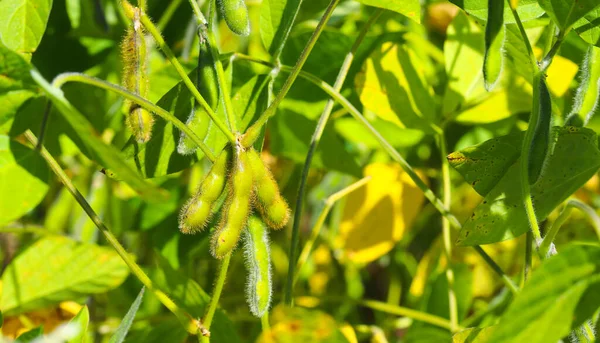 Soya fasulyesi tarlası. Güneşli bir günde olgunlaşmamış soya fasulyesi kabukları. Arka plan bulanık. İyi bir hasat ve küresel gıda krizi kavramı. Makro.
