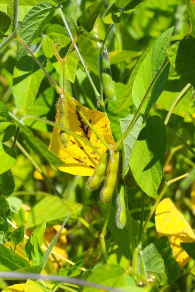 Soya fasulyesi tarlası. Güneşli bir günde olgunlaşmamış soya fasulyesi kabukları. Arka plan bulanık. İyi bir hasat ve küresel gıda krizi kavramı. Makro.