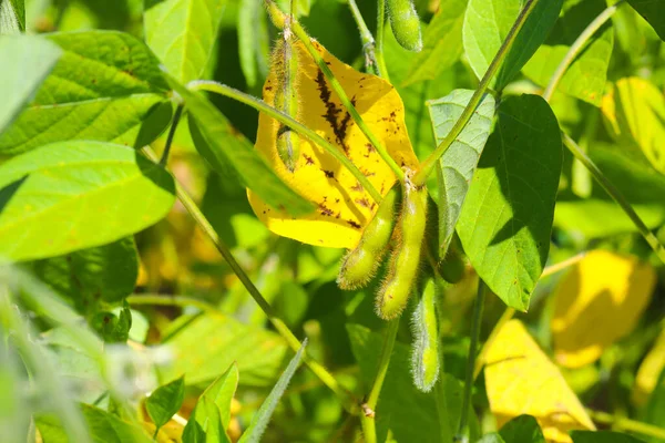 Soya fasulyesi tarlası. Güneşli bir günde olgunlaşmamış soya fasulyesi kabukları. Arka plan bulanık. İyi bir hasat ve küresel gıda krizi kavramı. Makro.
