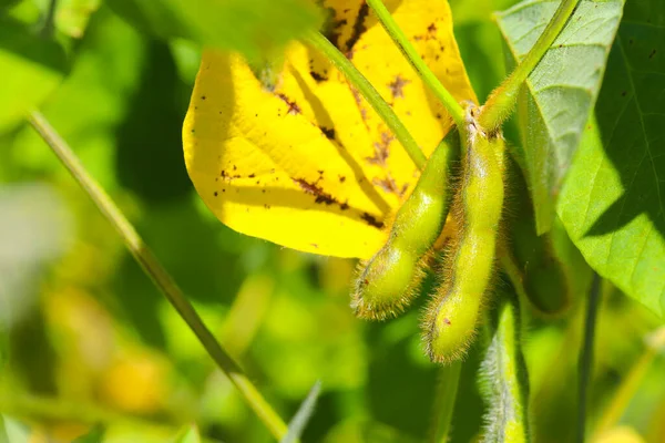 Soya fasulyesi tarlası. Güneşli bir günde olgunlaşmamış soya fasulyesi kabukları. Arka plan bulanık. İyi bir hasat ve küresel gıda krizi kavramı. Makro.