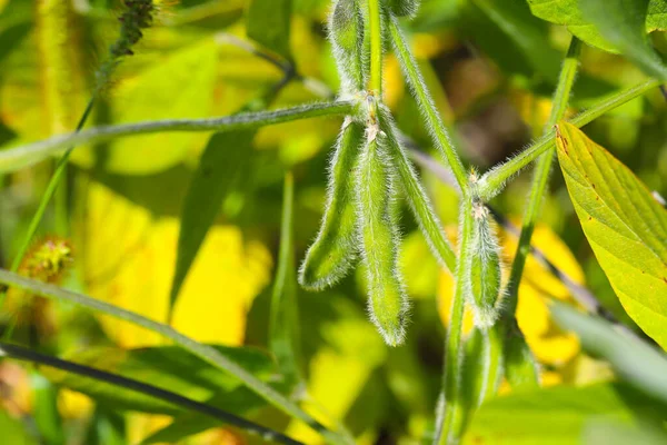 Soya fasulyesi tarlası. Güneşli bir günde olgunlaşmamış soya fasulyesi kabukları. Arka plan bulanık. İyi bir hasat ve küresel gıda krizi kavramı. Makro.