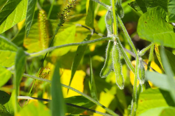 Soya fasulyesi tarlası. Güneşli bir günde olgunlaşmamış soya fasulyesi kabukları. Arka plan bulanık. İyi bir hasat ve küresel gıda krizi kavramı. Makro.