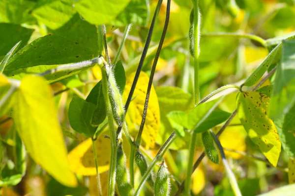 Soya fasulyesi tarlası. Güneşli bir günde olgunlaşmamış soya fasulyesi kabukları. Arka plan bulanık. İyi bir hasat ve küresel gıda krizi kavramı. Makro.
