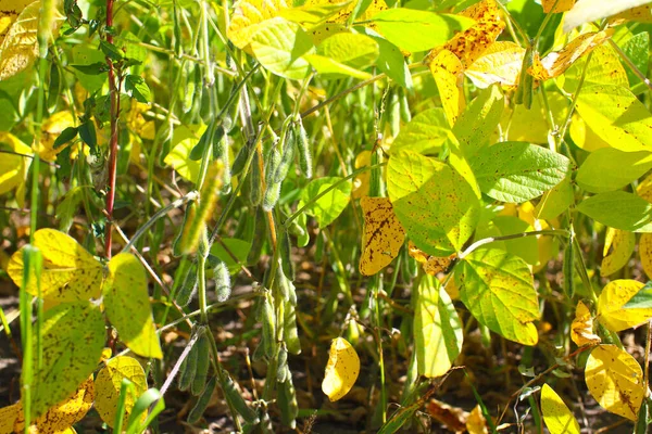 Soya fasulyesi tarlası. Güneşli bir günde olgunlaşmamış soya fasulyesi kabukları. Arka plan bulanık. İyi bir hasat ve küresel gıda krizi kavramı. Makro.
