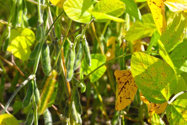 Soya fasulyesi tarlası. Güneşli bir günde olgunlaşmamış soya fasulyesi kabukları. Arka plan bulanık. İyi bir hasat ve küresel gıda krizi kavramı. Makro.