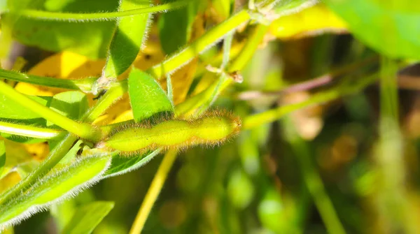 Soya fasulyesi tarlası. Güneşli bir günde olgunlaşmamış soya fasulyesi kabukları. Arka plan bulanık. İyi bir hasat ve küresel gıda krizi kavramı. Makro.