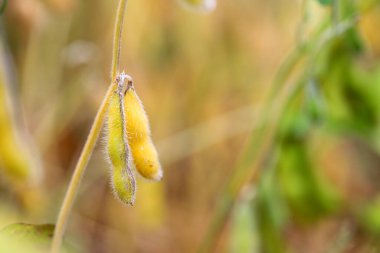 Soya fasulyesi tarlası. Güneşli bir günde sarı-altın, olgun soya fasulyesi kabukları. Arka plan bulanık. İyi bir hasat ve küresel gıda krizi kavramı. Makro.