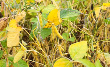 Soya fasulyesi tarlası. Güneşli bir günde sarı-altın, olgun soya fasulyesi kabukları. Arka plan bulanık. İyi bir hasat ve küresel gıda krizi kavramı. Makro.