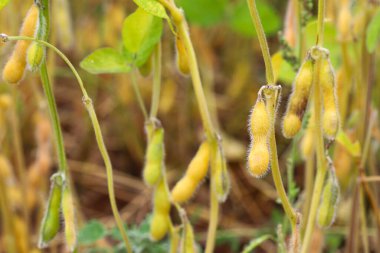 Soya fasulyesi tarlası. Güneşli bir günde sarı-altın, olgun soya fasulyesi kabukları. Arka plan bulanık. İyi bir hasat ve küresel gıda krizi kavramı. Makro.