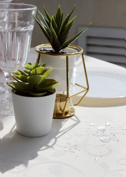 Yemek masasındaki saksılarda sulu bitkiler. tablo ayarı.