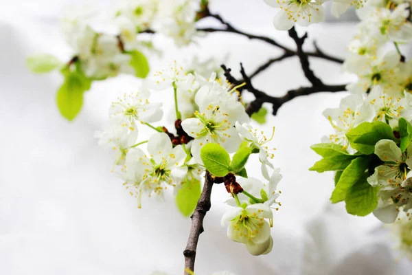 Pear Flowers Sun Light Background Spring Flowers Branches Pear Blossoms — Stock Photo, Image