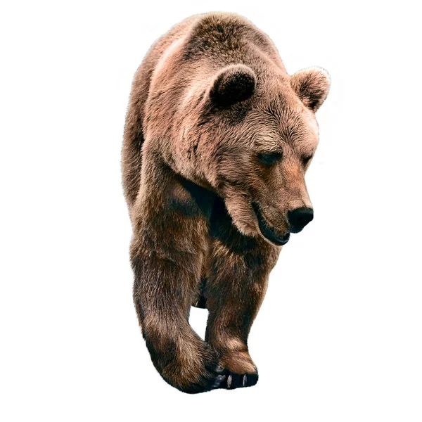 Großer Bär Auf Weißem Hintergrund — Stockfoto