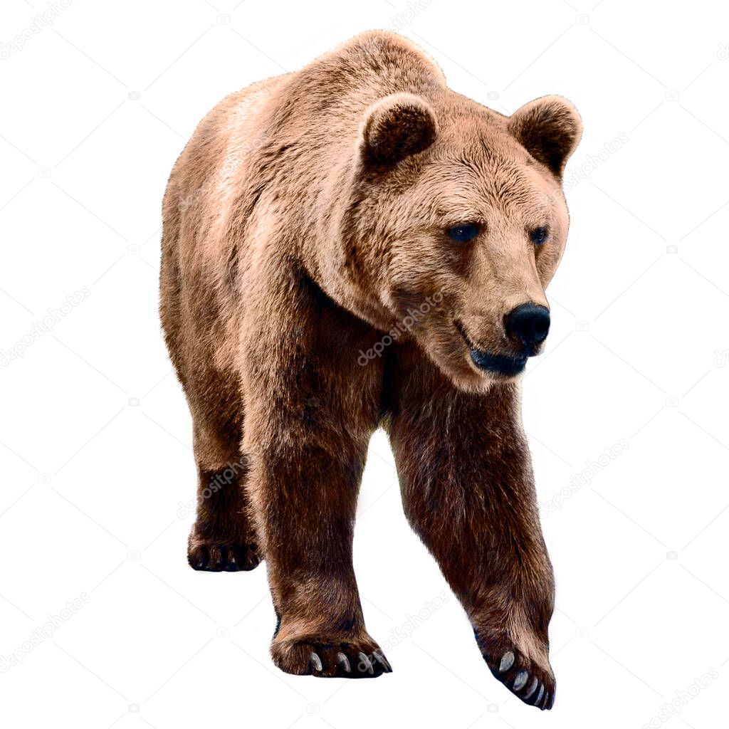 adult bear alone on a white background.