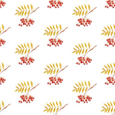 Rowan dalları Dikişsiz düz vektör desen beyaz arka plan