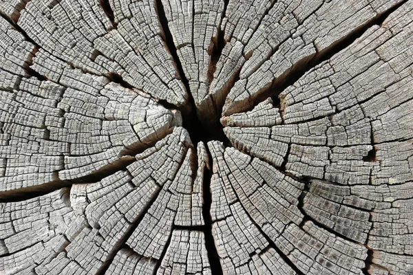 Przekrój Poprzeczny Suszone Dziennika Cięcia Dużego Drzewa Gdzie Otwarte Luki — Zdjęcie stockowe