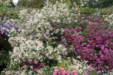 Ağaçlar ve çalılar ve biraz gökyüzü üst sol köşesindeki arka plan olarak eski bir duvar ile karışık renk (beyaz, pembe, leylak ve mor) aster çiçekler bir çiçek yatak.