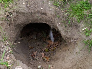 Çıplak toprak pençe izleri ile çevrili karakteristik b şeklin gösterilen porsuk (Meles meles) ayarları giriş.