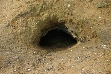 Karakteristik gösterilen porsuk (Meles meles) ayarları giriş D şeklindeki çıplak toprak pençe izleri ve ayak izleri ile çevrili.