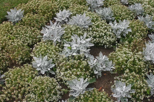 ニワナズナ ニワナズナ海洋センター おそらくさまざまな雪のカーペット と銀サワギク シロタエギク おそらく銀塵様々 寝具植物花壇 — ストック写真