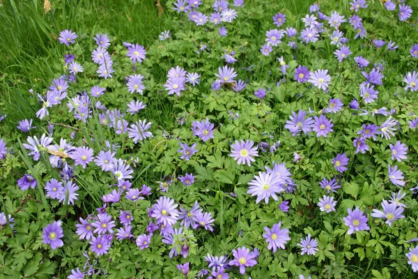 Purple Anemone Anemone Blanda Flowers Naturalised Spring Woodland — Stock Photo, Image