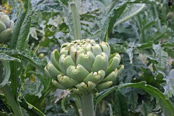 Alcachofa Cynara Cardunculus Brote Flores Con Fondo Hojas Misma Planta — Foto de Stock