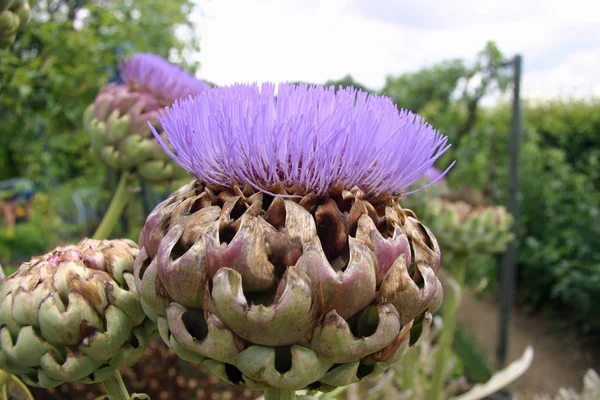 Artichoke Cynara Scolymus Could Cardoon Cynara Cardunculus Purple Flower Heads — Stock Photo, Image