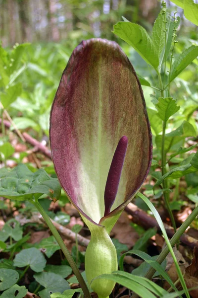 Single Cuckoo Pint Arum Maculatum Flower Woodland Trees Other Woodland — Stock Photo, Image