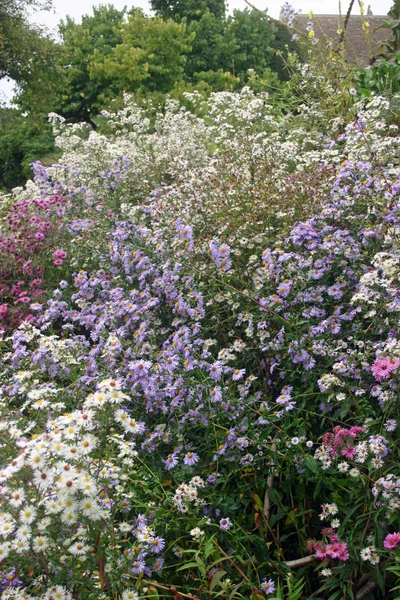 混合色 ピンク ライラック アスターの木 低木および建物の背景を持つ花壇の花します 空が見えるよう — ストック写真