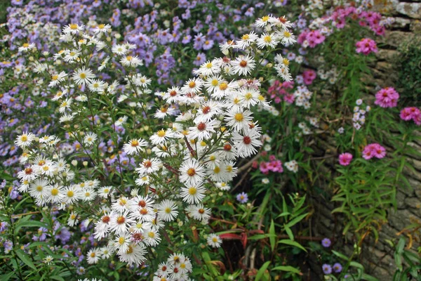 Mixed Colour White Pink Lilac Purple Aster Flowers Flower Bed — Stock Photo, Image