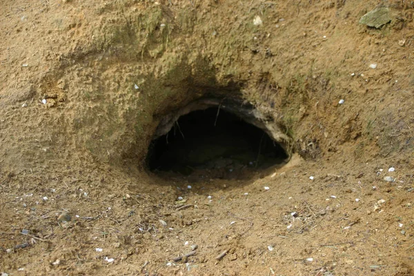 Karakteristik Gösterilen Porsuk Meles Meles Ayarları Giriş Şeklindeki Çıplak Toprak — Stok fotoğraf