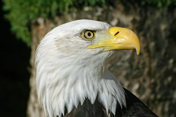 Head and neck of an American bald eagle (Haliaeetus leucocephalus) in profile with a dark background.