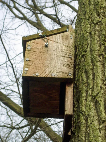 Bat Box Připojený Kmeni Stromu Při Pohledu Boku Odklápěcí Víko — Stock fotografie