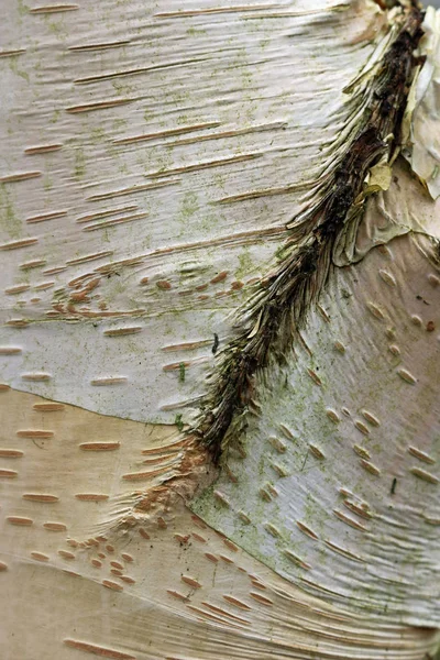 되었습니다 균열와 자작나무 Betula Utilis Var Jacquemontii — 스톡 사진