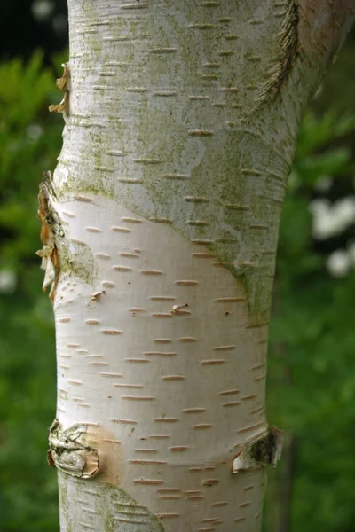 Huş Betula Utilis Var Jacquemontii Ağaç Gövdesi Beyaz Kabuğu Ile — Stok fotoğraf