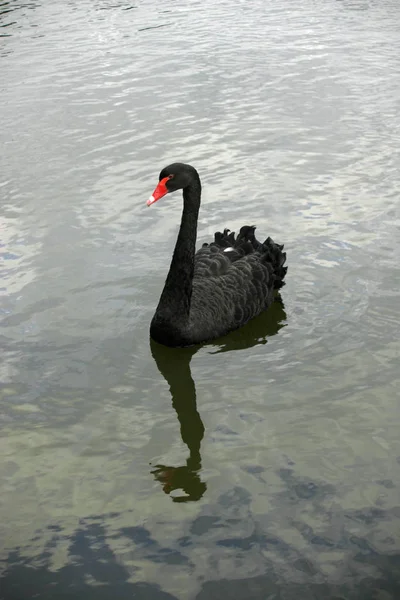 Black Swan Cygnus Atratus Lake Background Dark Water — Stock Photo, Image