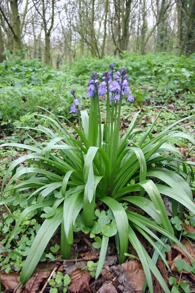 Pojedyncze Rośliny Bluebell Hyacinthoides Non Scripta Niewyraźne Tło Drzew Leśnych — Zdjęcie stockowe