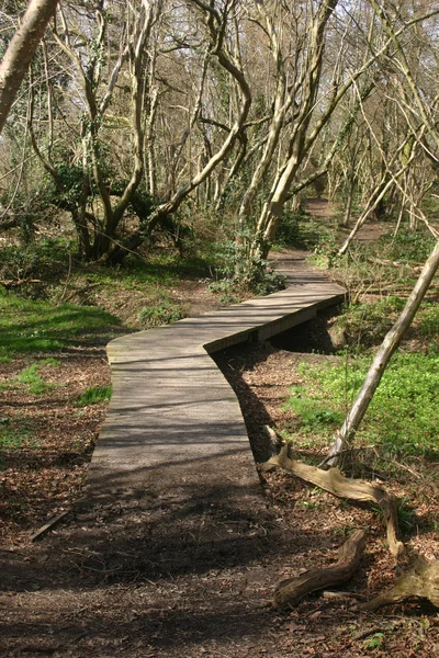 Erhöhte Holzpromenade Mit Maschendraht Über Einem Bach Einem Waldstück Mit — Stockfoto