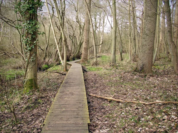 Holzpromenade Die Durch Wald Mit Bäumen Und Laubstreu Führt Verschwindet — Stockfoto