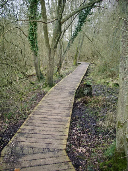 Holzpromenade Die Durch Wald Mit Bäumen Und Laubstreu Führt Verschwindet — Stockfoto