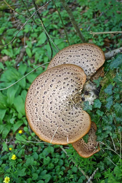 Brown Spotted Kształcie Nerki Grzyby Rosnące Rozkładających Się Dziennika Tle — Zdjęcie stockowe