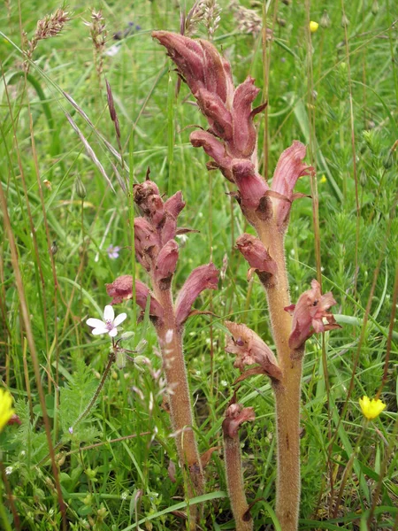 Brown Broomrape Orobanche Flower Meadow Village Bourdeaux Drome Valley France — Stock Photo, Image