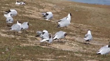 Tüyler bir göl kenarında preening bir akın martılar, Chroicocephalus ridibundus, siyah başlı.