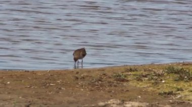 Redshank, Tringa totanus, sağa sola çamur sondalama ve yiyecek için hareketli bir göl kenarında aktif besleme.