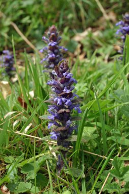 Boru (Ajuga reptans) yaprakları ve diğer bitkiler arka planda bulanık arka planı olan bir çiçekli spike.
