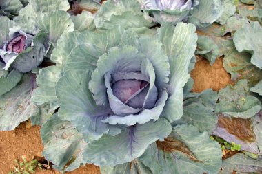 Lahana satırlardaki de ekili toprak bir arka plan ile bir pay almaya hazır.