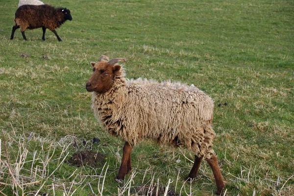 Jasny Brązowy Owiec Ciemniejszy Brązowy Głowa Nogi Rogi Wooly Płaszcz — Zdjęcie stockowe